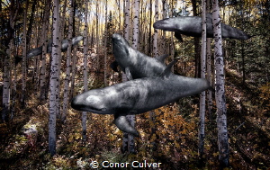 "False Hunters" part of my Underwater Surrealism body of ... by Conor Culver 